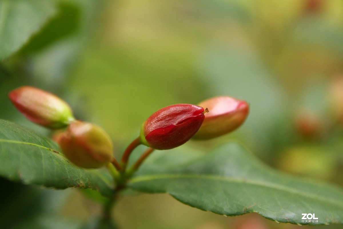 我的自留地（40d+适马1770+潘太康5018）
