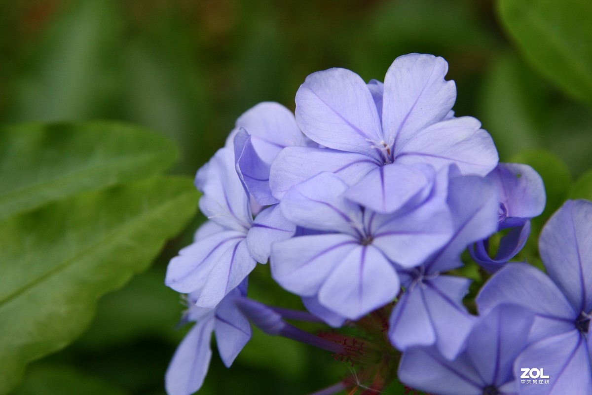 我的自留地（40d+适马1770+潘太康5018）