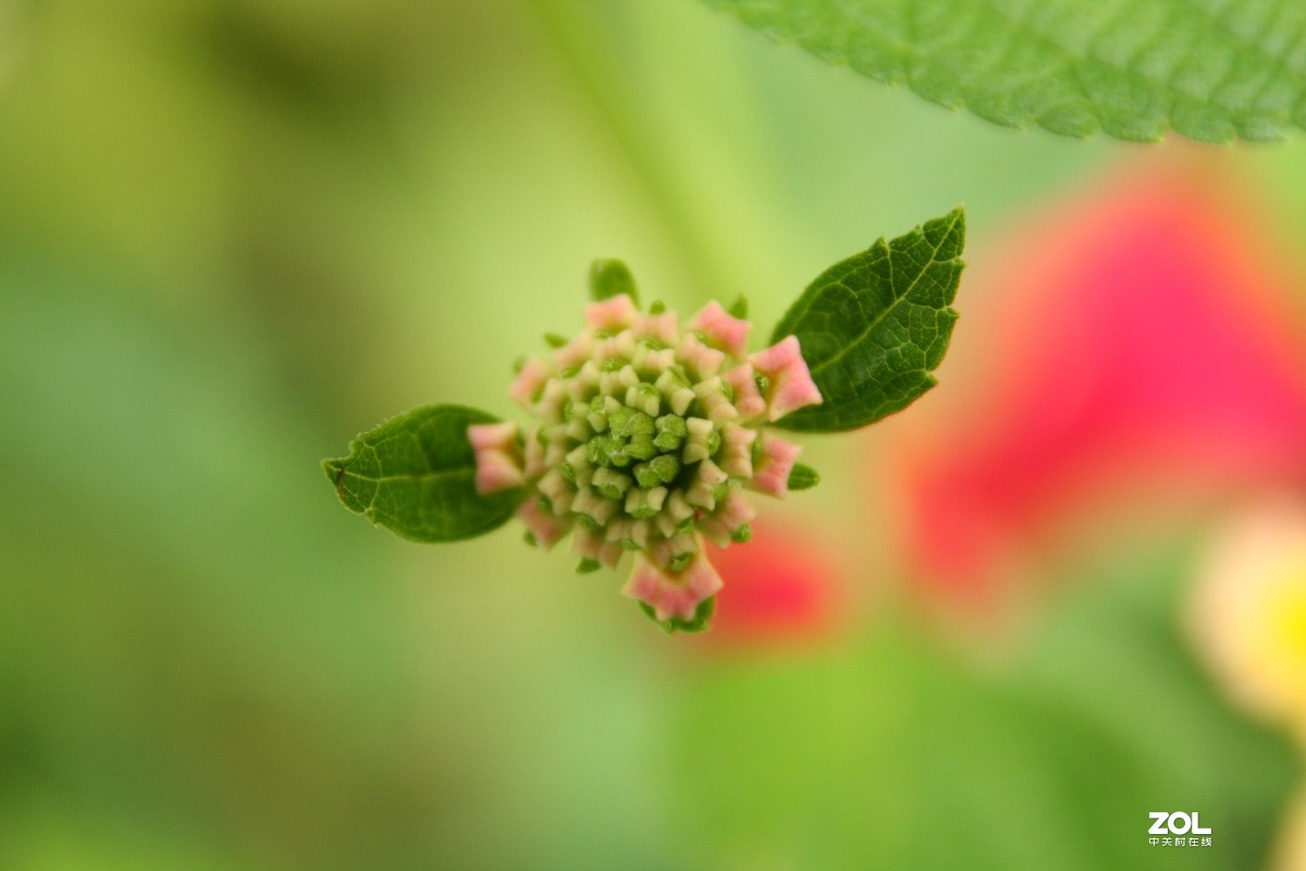我的自留地（40d+适马1770+潘太康5018）