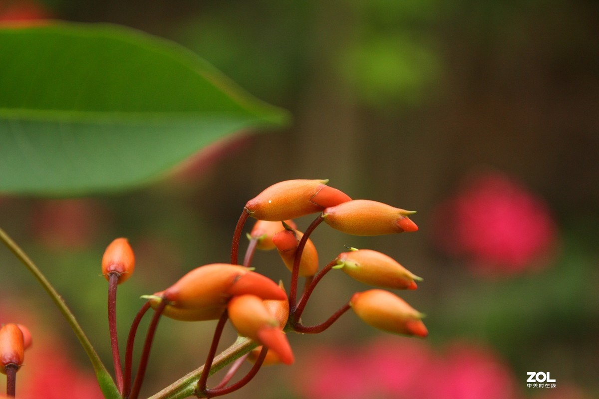 我的自留地（40d+适马1770+潘太康5018）