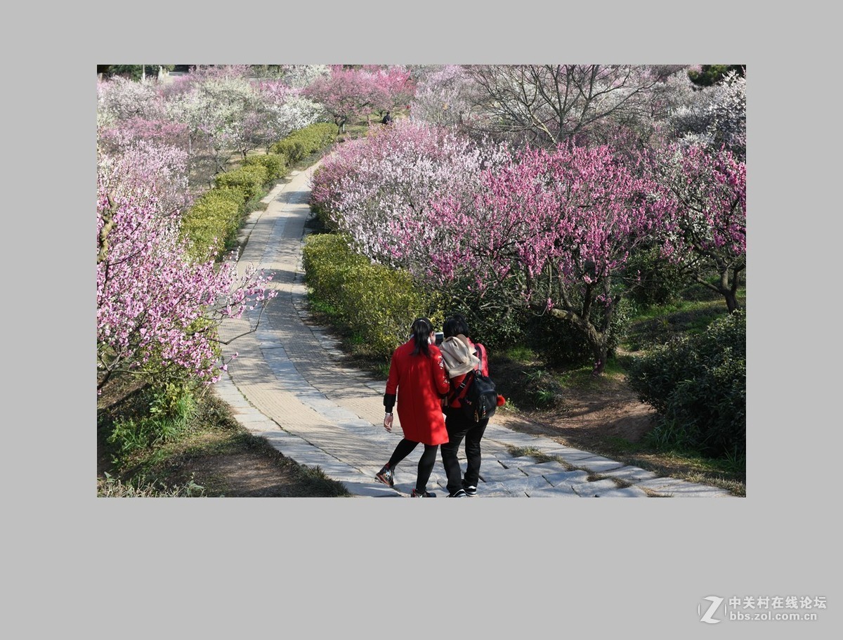 南京第一梅山（全集终）