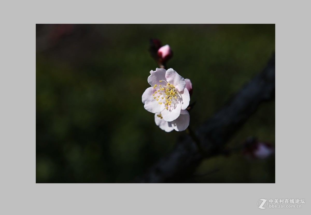 南京第一梅山（全集终）