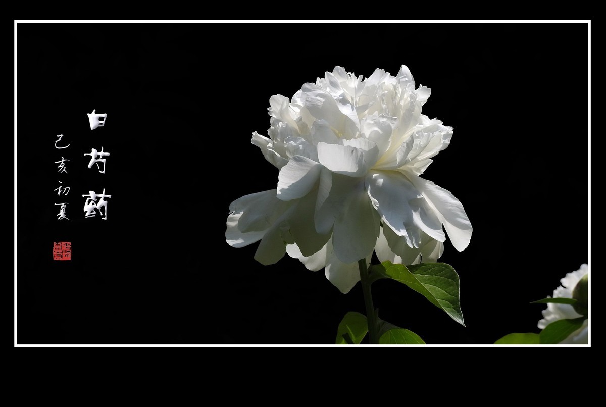 素雅纯正的白芍药花