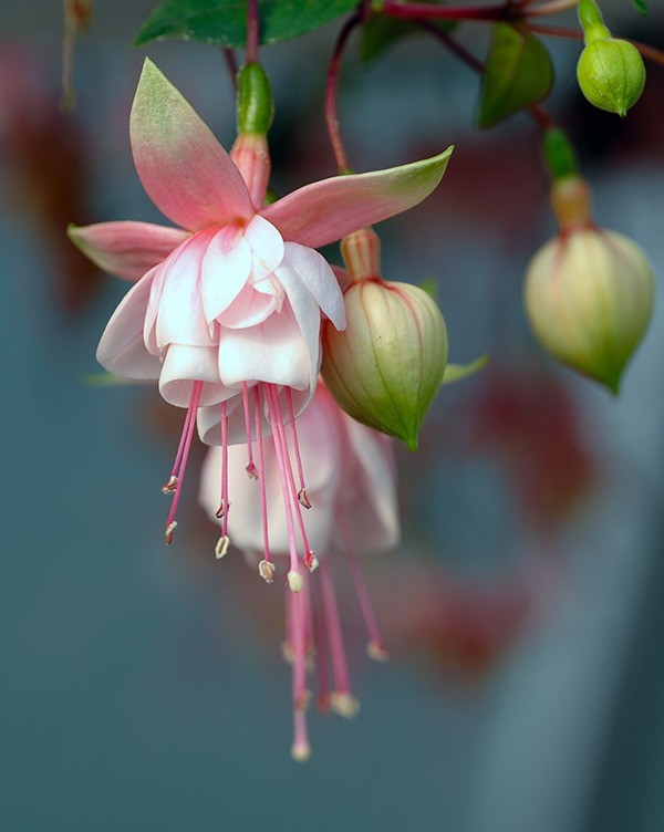 国外评测：老蛙100mm F2.8 2X Ultra Macro APO 镜头评测