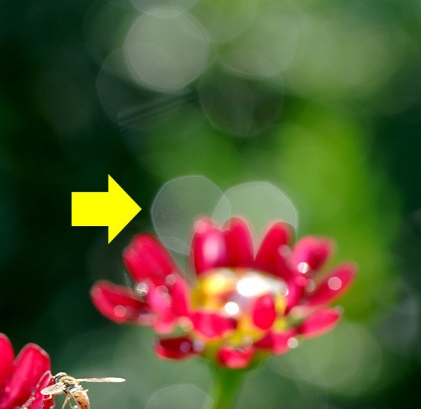 国外评测：老蛙100mm F2.8 2X Ultra Macro APO 镜头评测