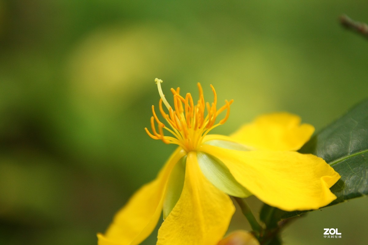 我的自留地（40d+适马1770+潘太康5018）