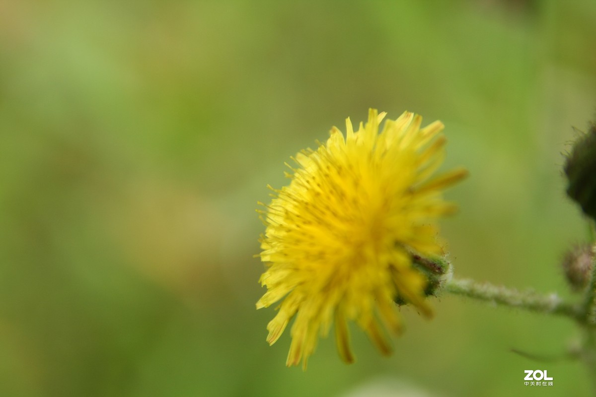 我的自留地（40d+适马1770+潘太康5018）