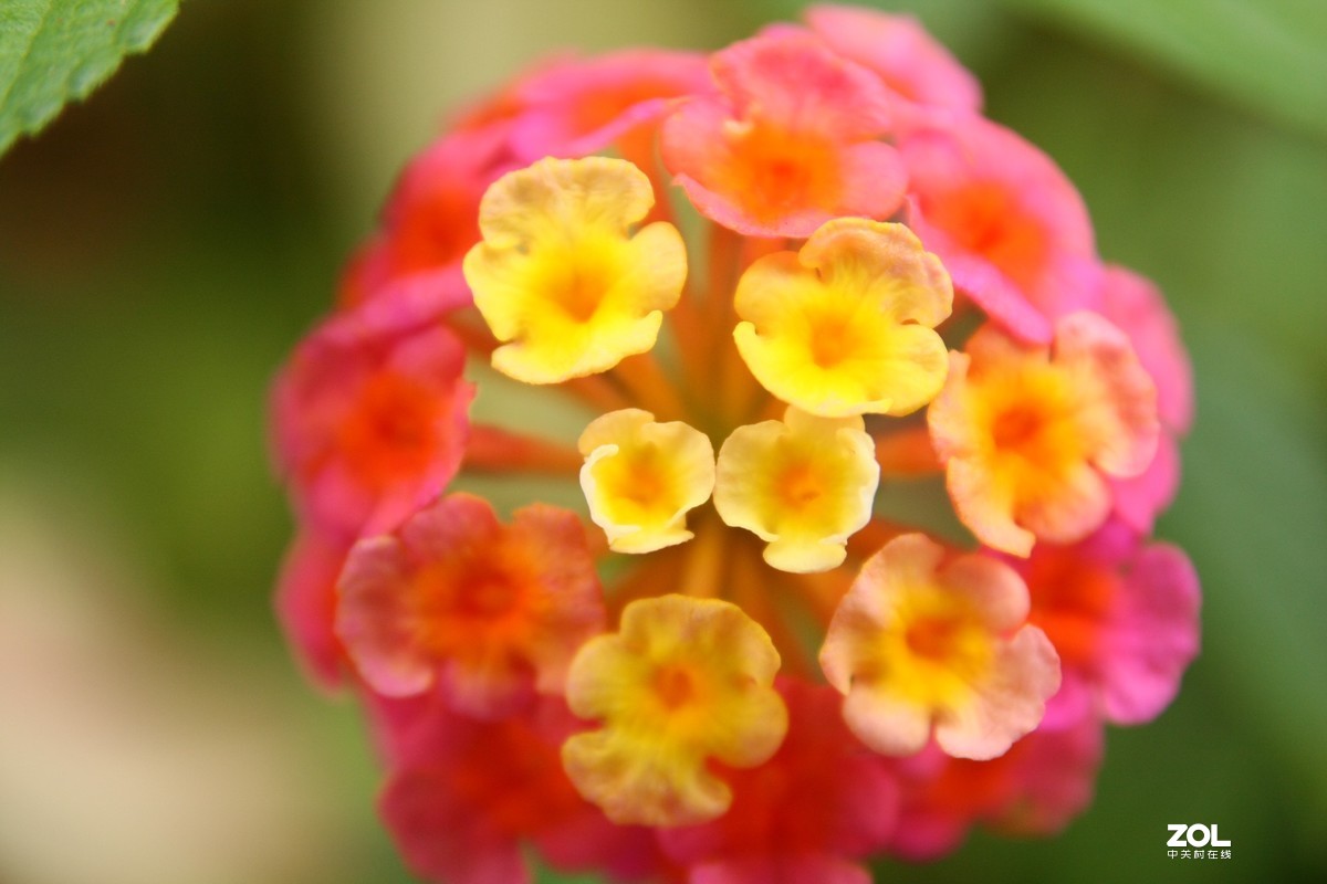 我的自留地（40d+适马1770+潘太康5018）