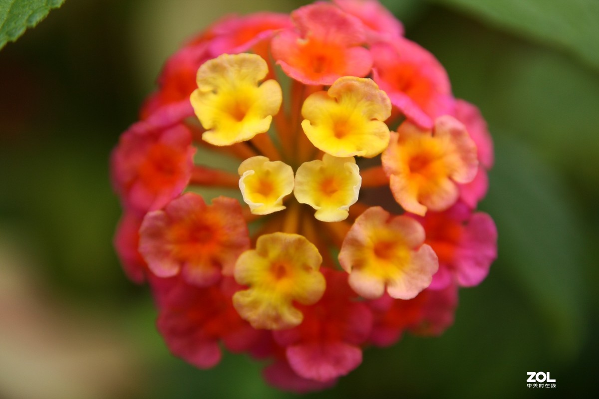 我的自留地（40d+适马1770+潘太康5018）