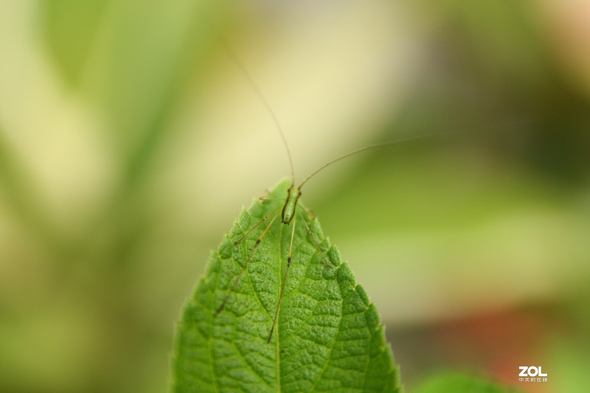 我的自留地（40d+适马1770+潘太康5018）