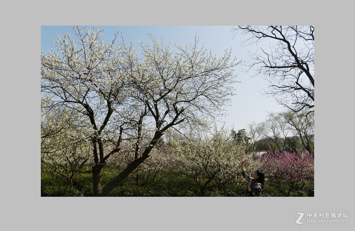 南京第一梅山（全集终）