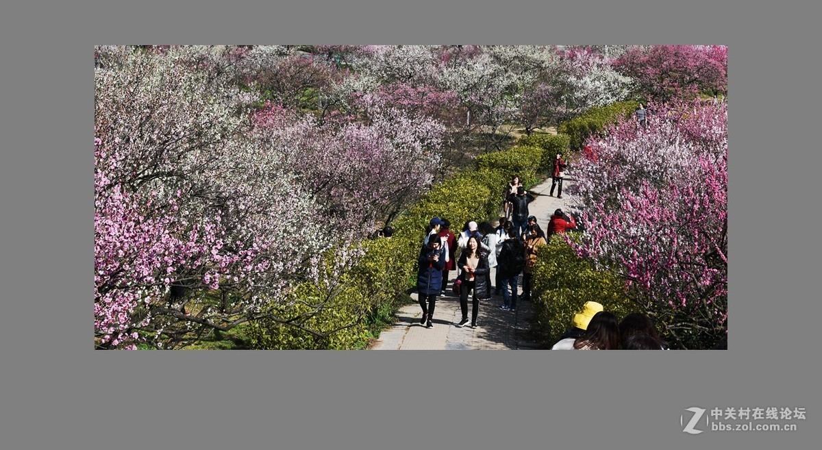 南京第一梅山（全集终）