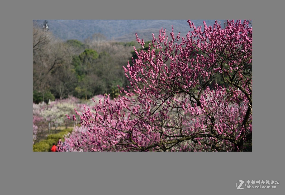 南京第一梅山（全集终）