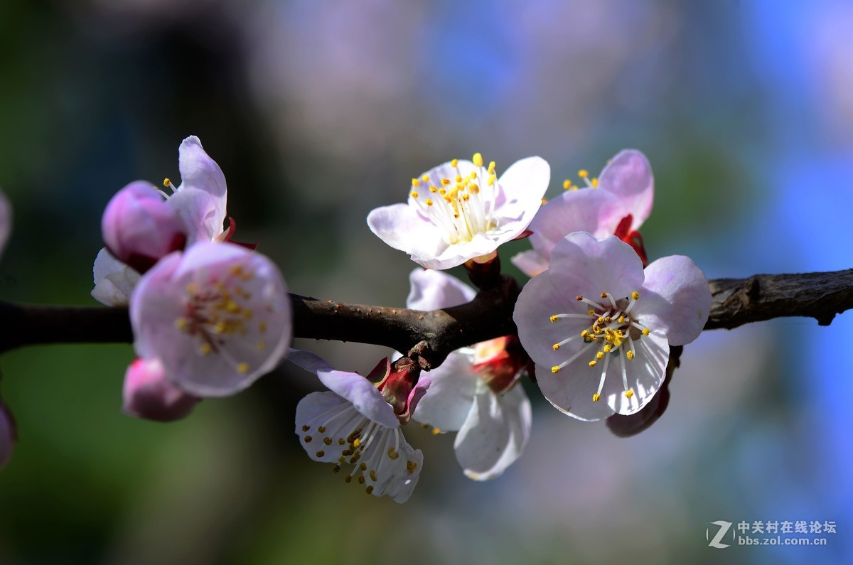 杏花盛开