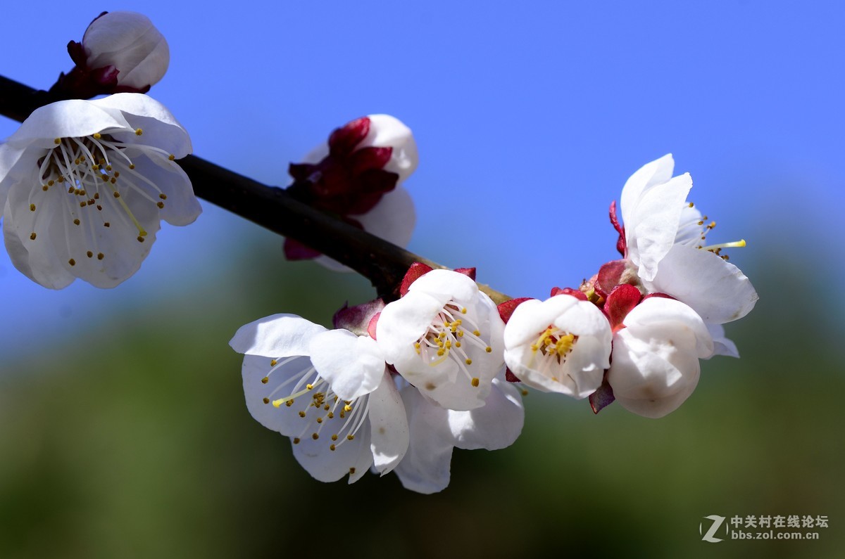 杏花盛开