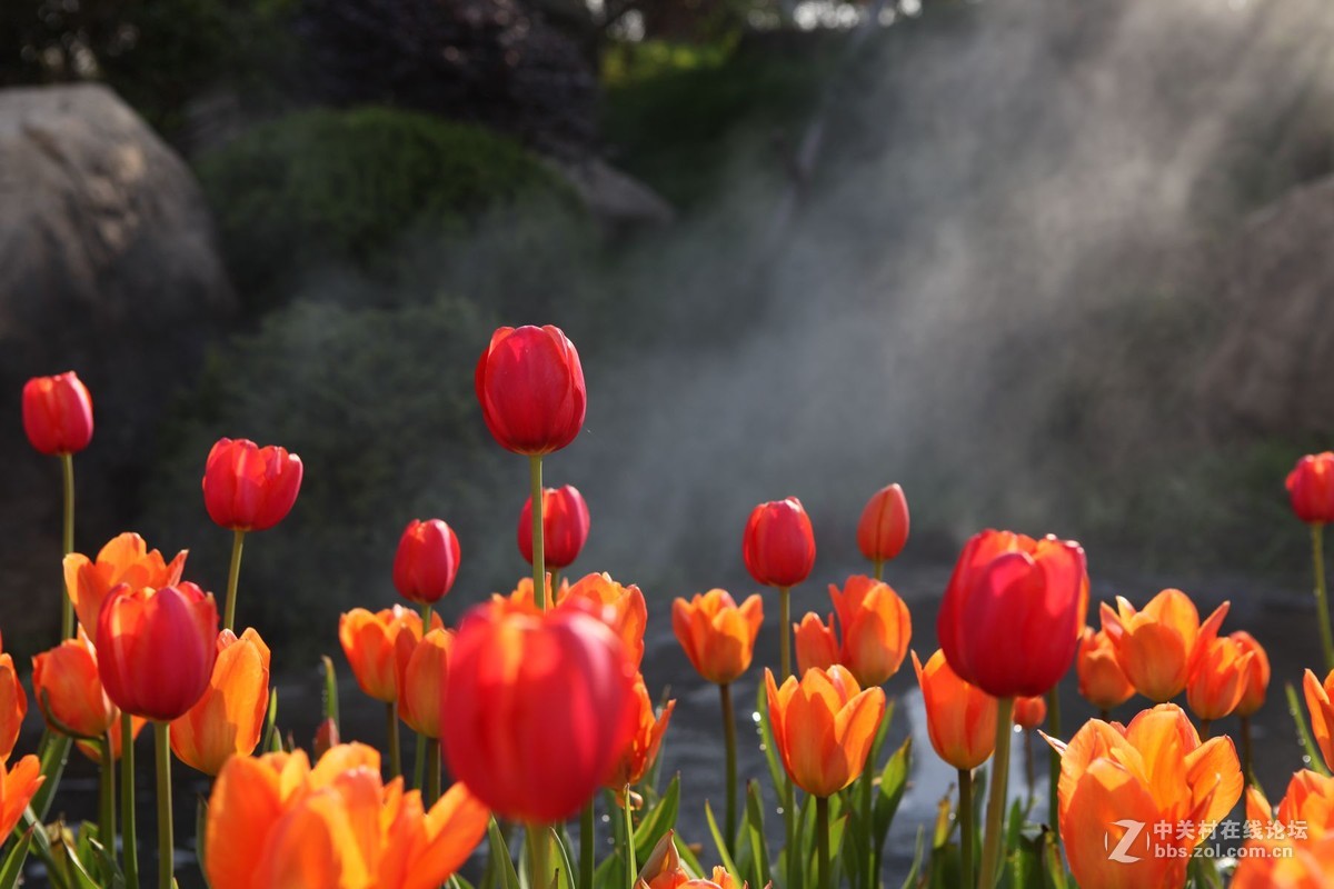 碧云花海里的郁金香