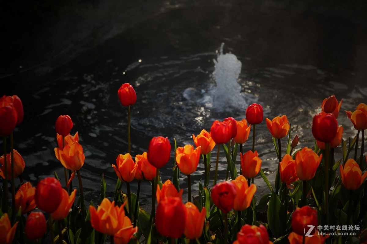 碧云花海里的郁金香