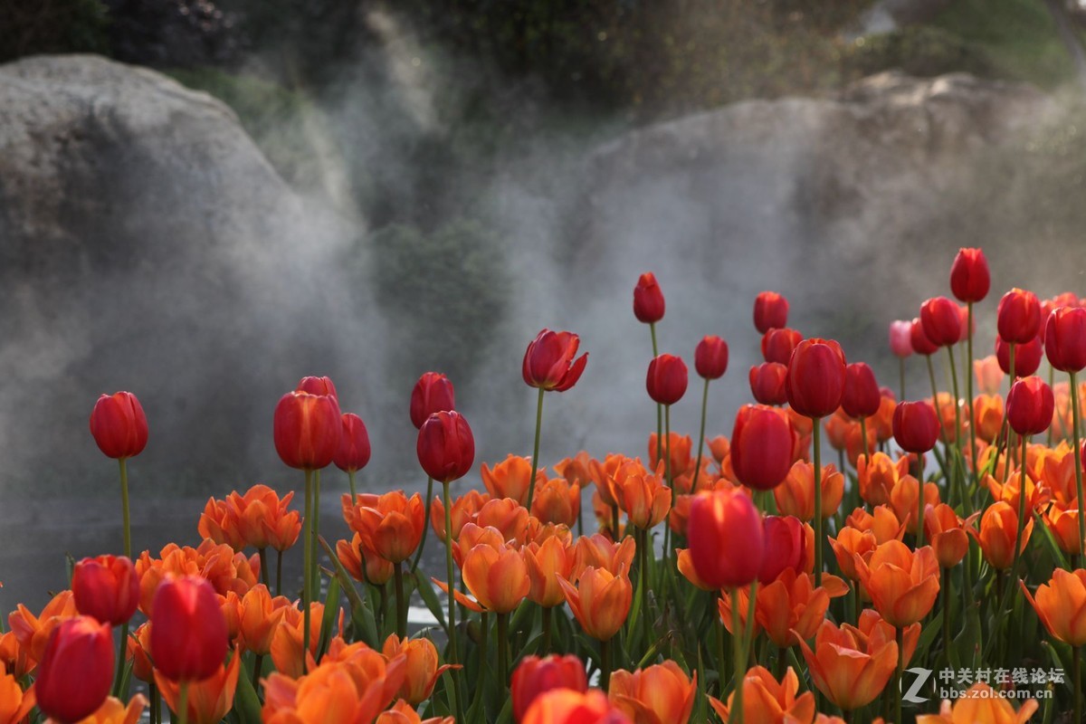 碧云花海里的郁金香
