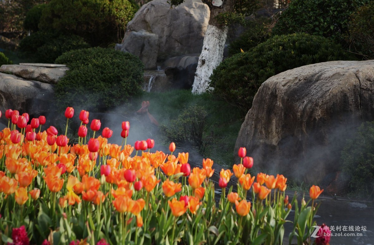 碧云花海里的郁金香