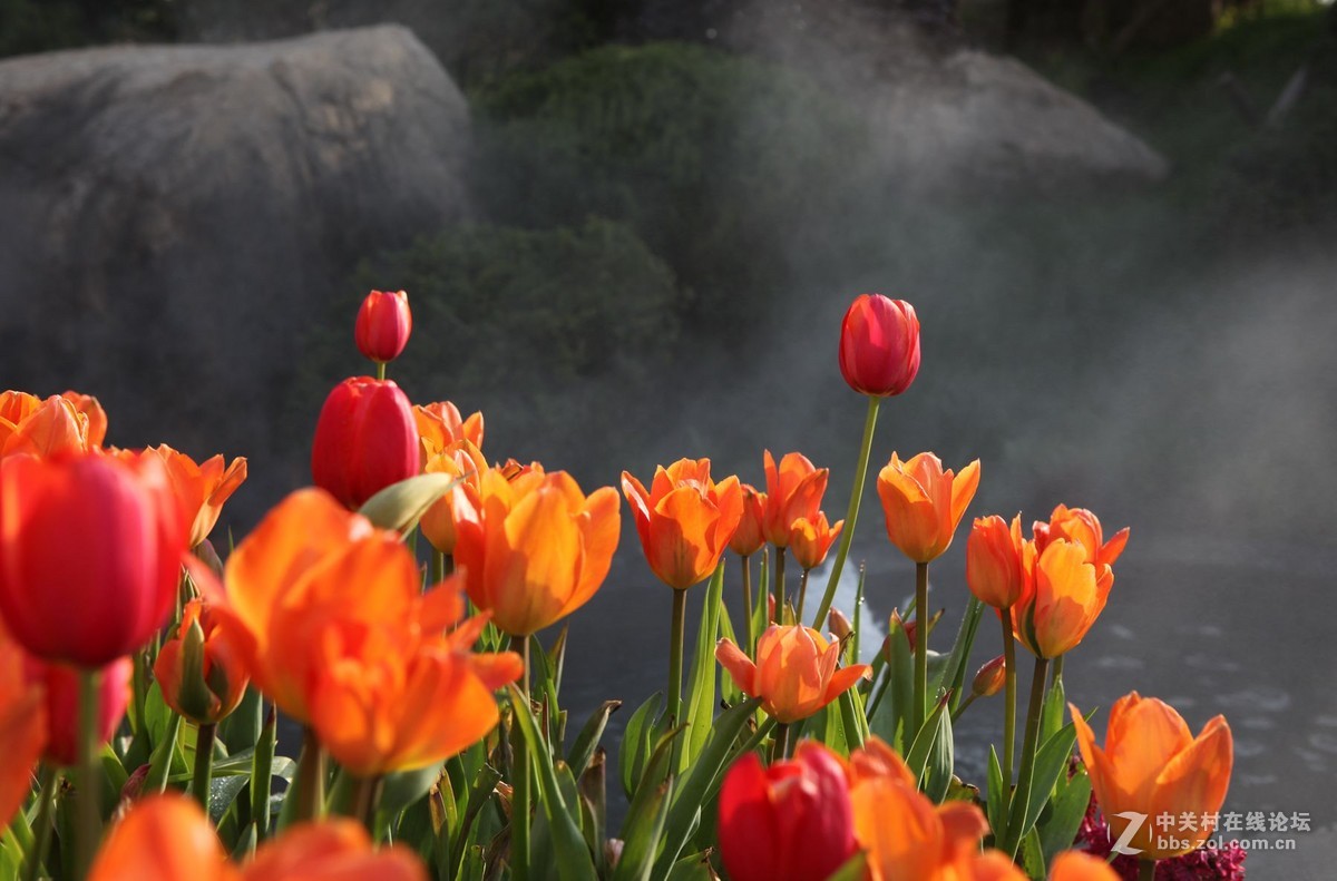 碧云花海里的郁金香