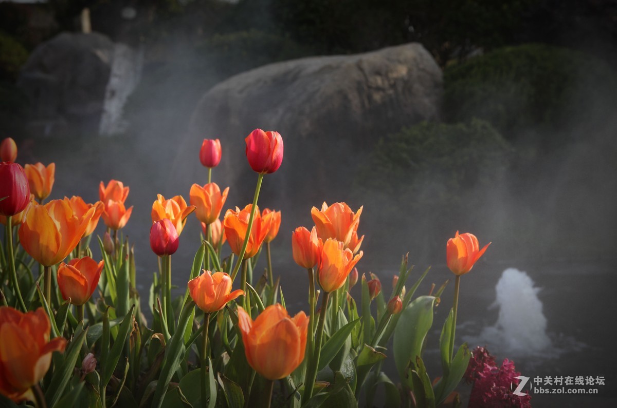 碧云花海里的郁金香