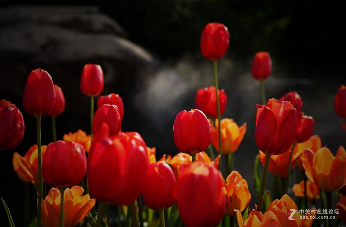碧云花海里的郁金香