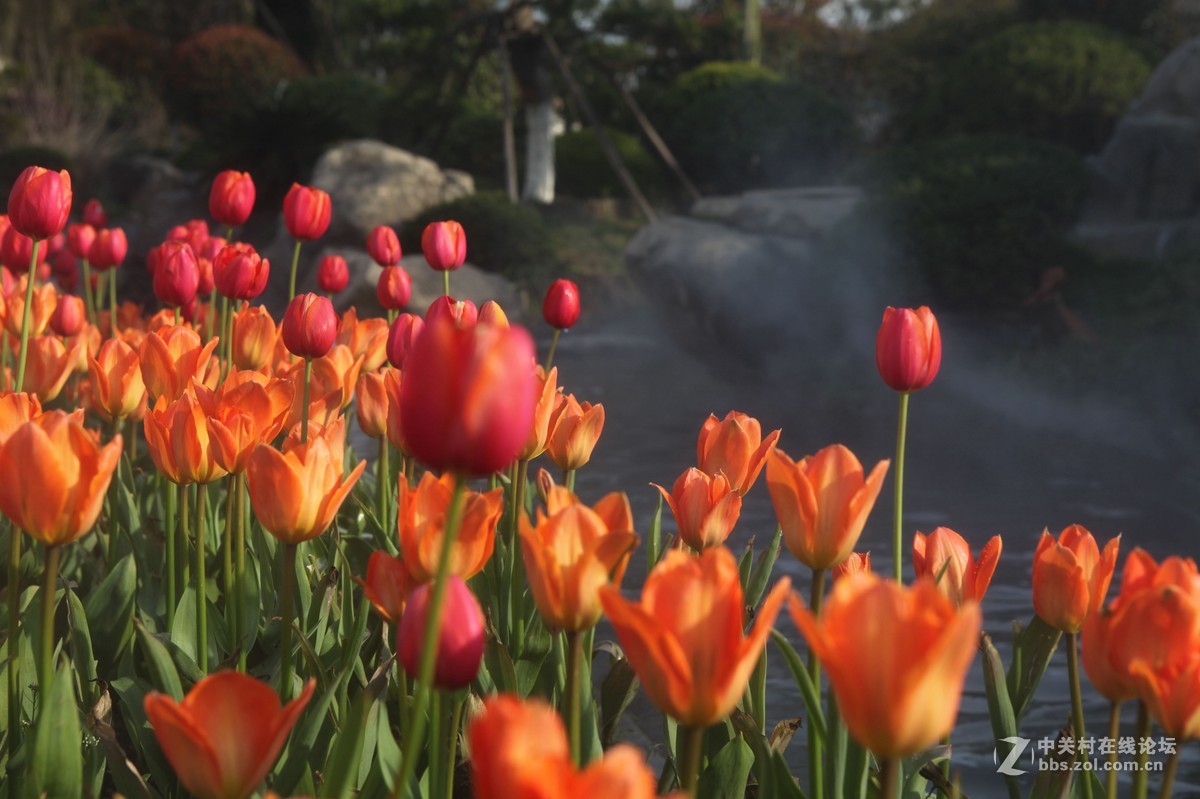 碧云花海里的郁金香