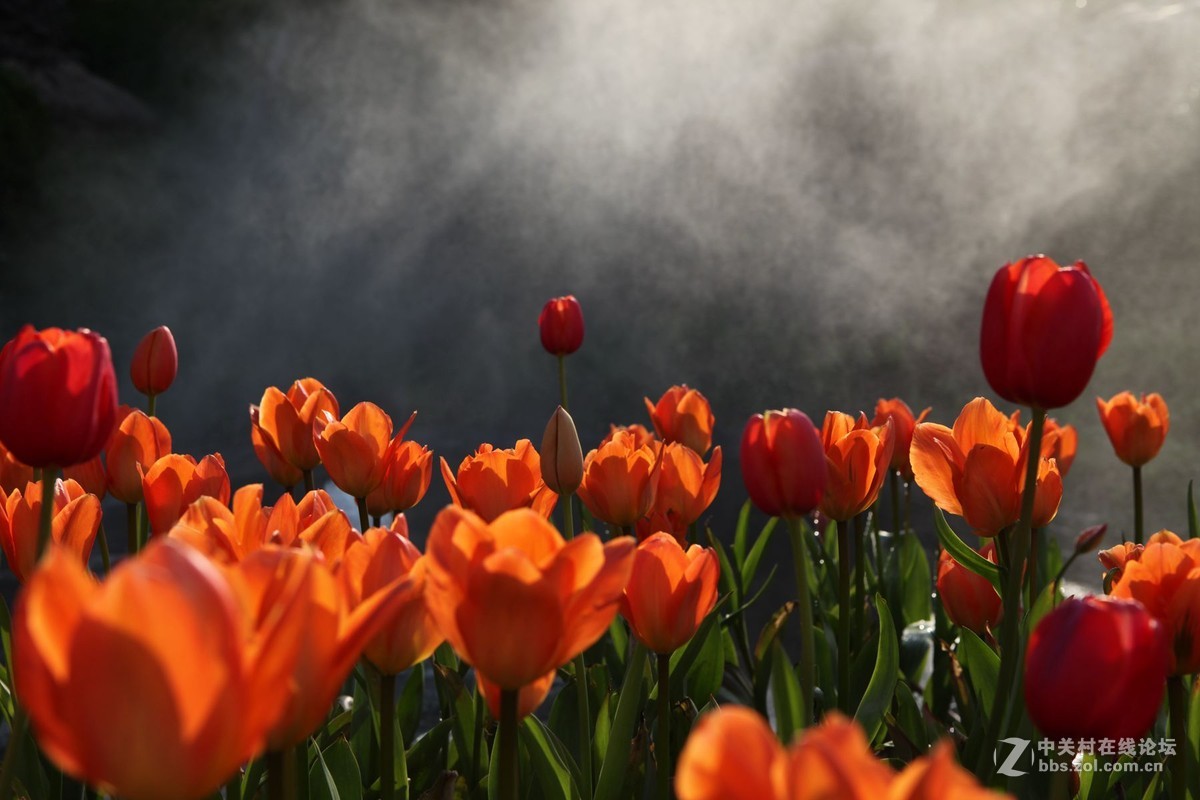 碧云花海里的郁金香