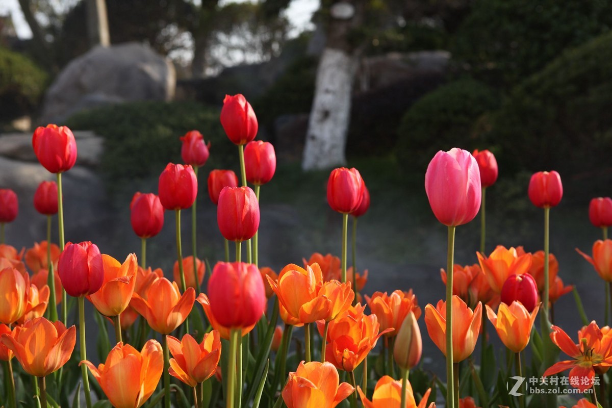 碧云花海里的郁金香