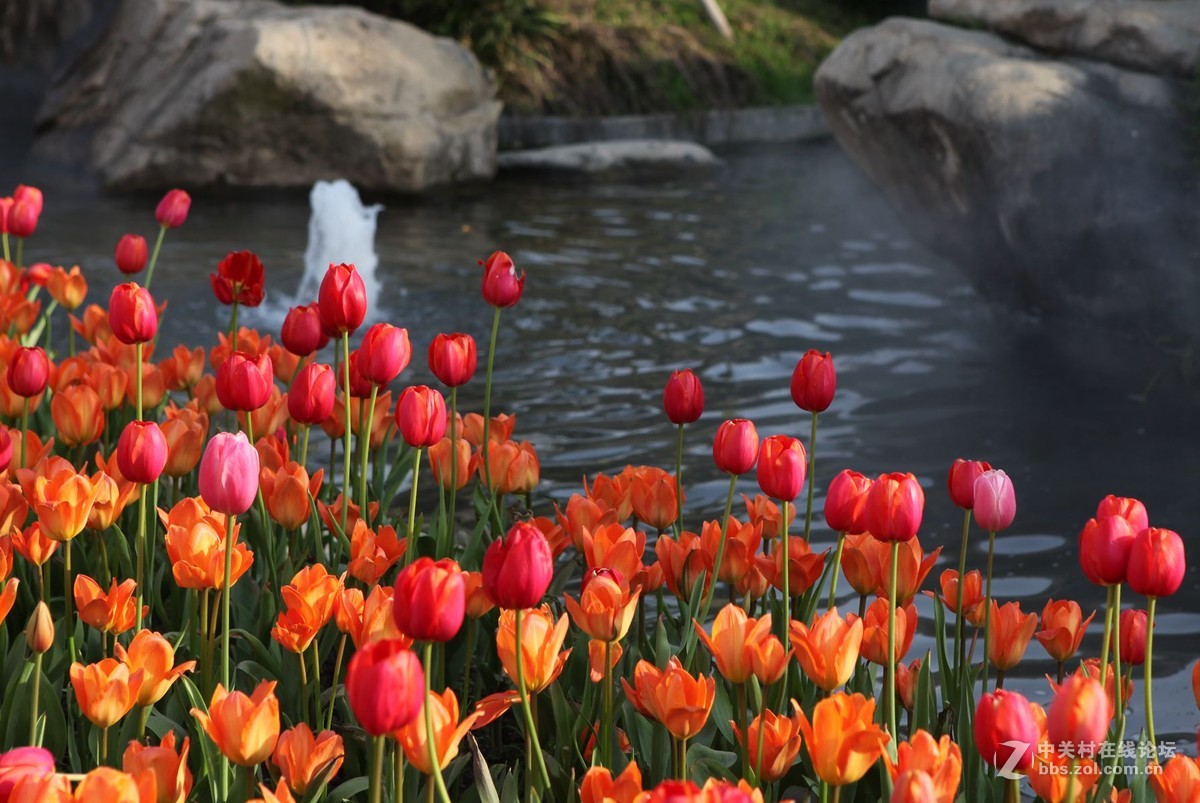 碧云花海里的郁金香