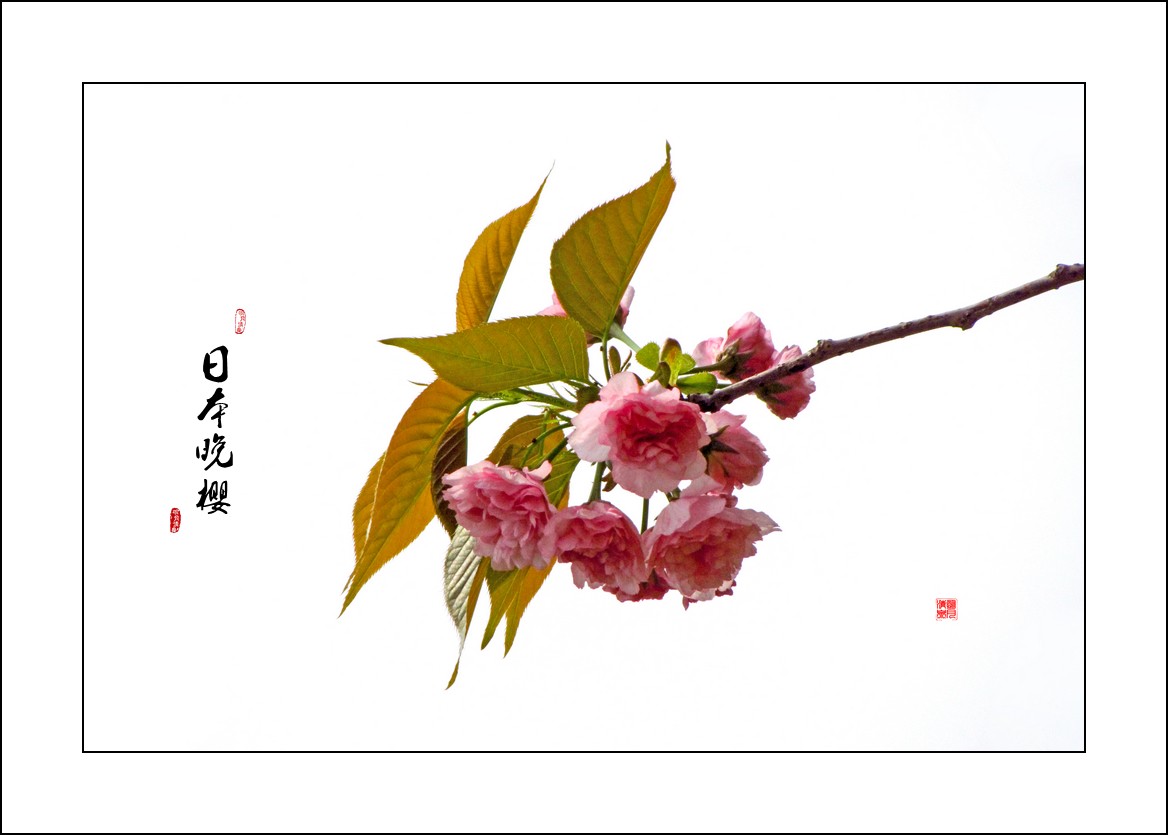 日本晚樱