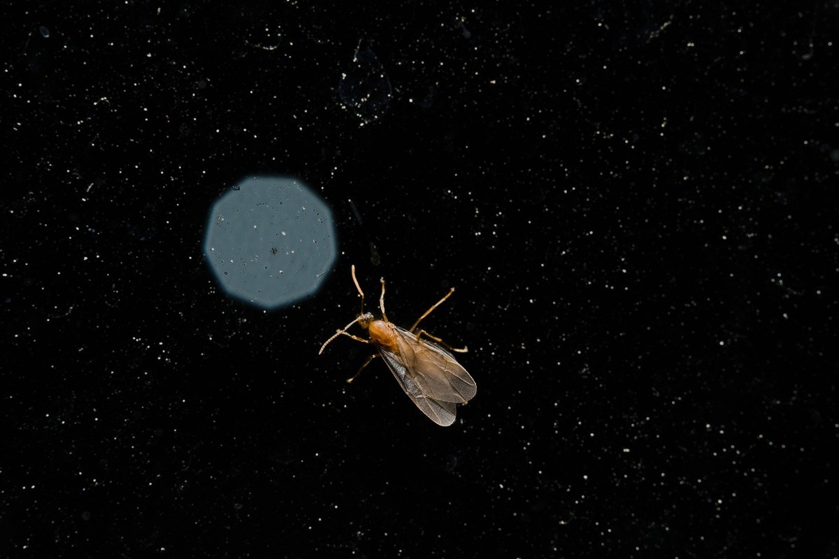 窗户玻璃上光临小飞蚁，微尘似繁星点点