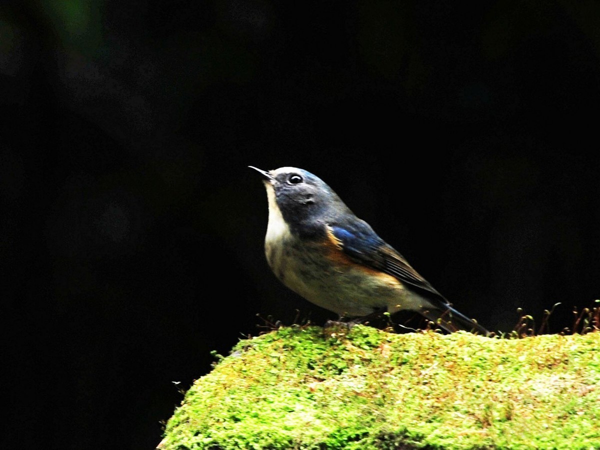 南宁的蓝眉林鸲