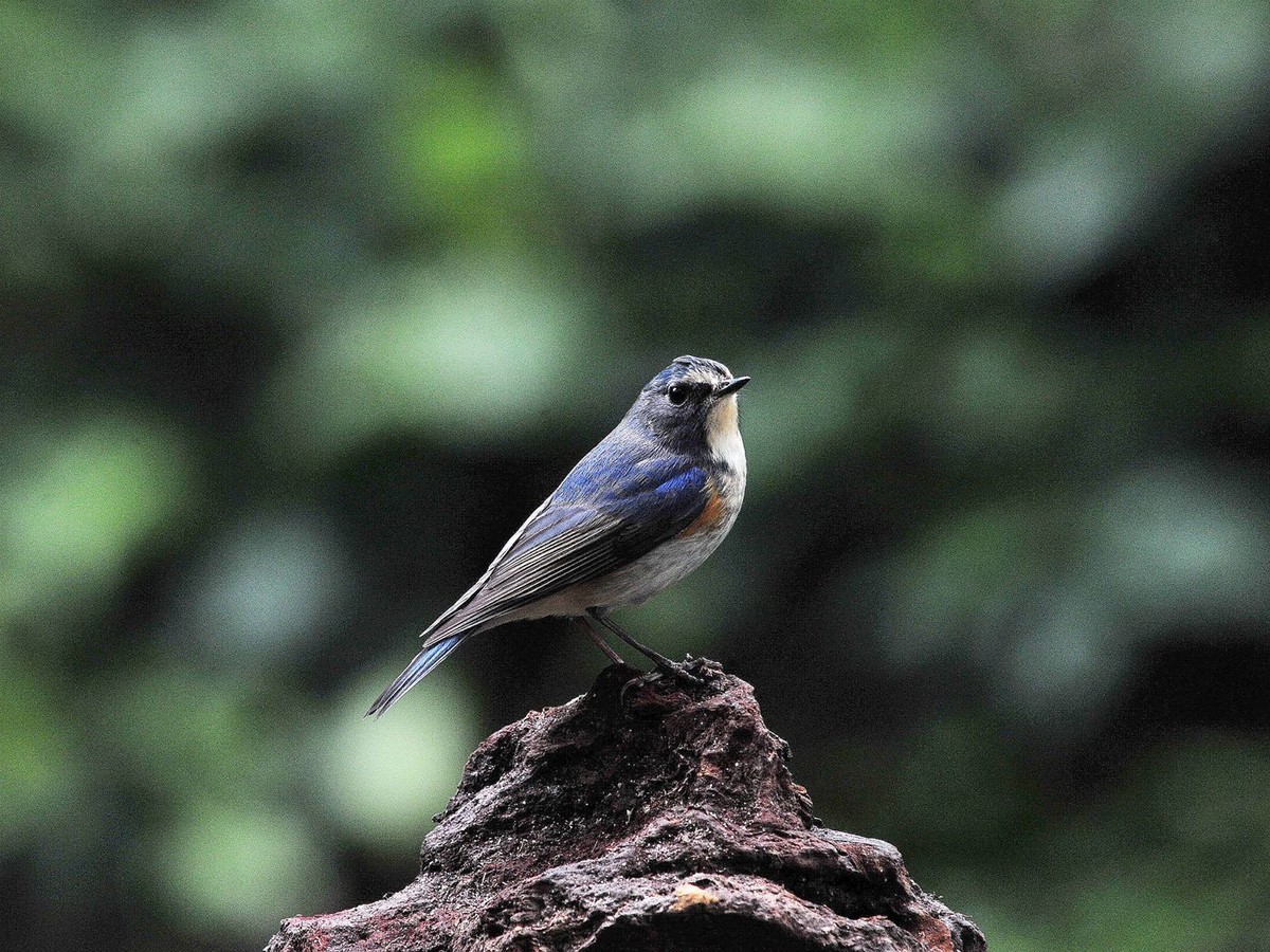 南宁的蓝眉林鸲