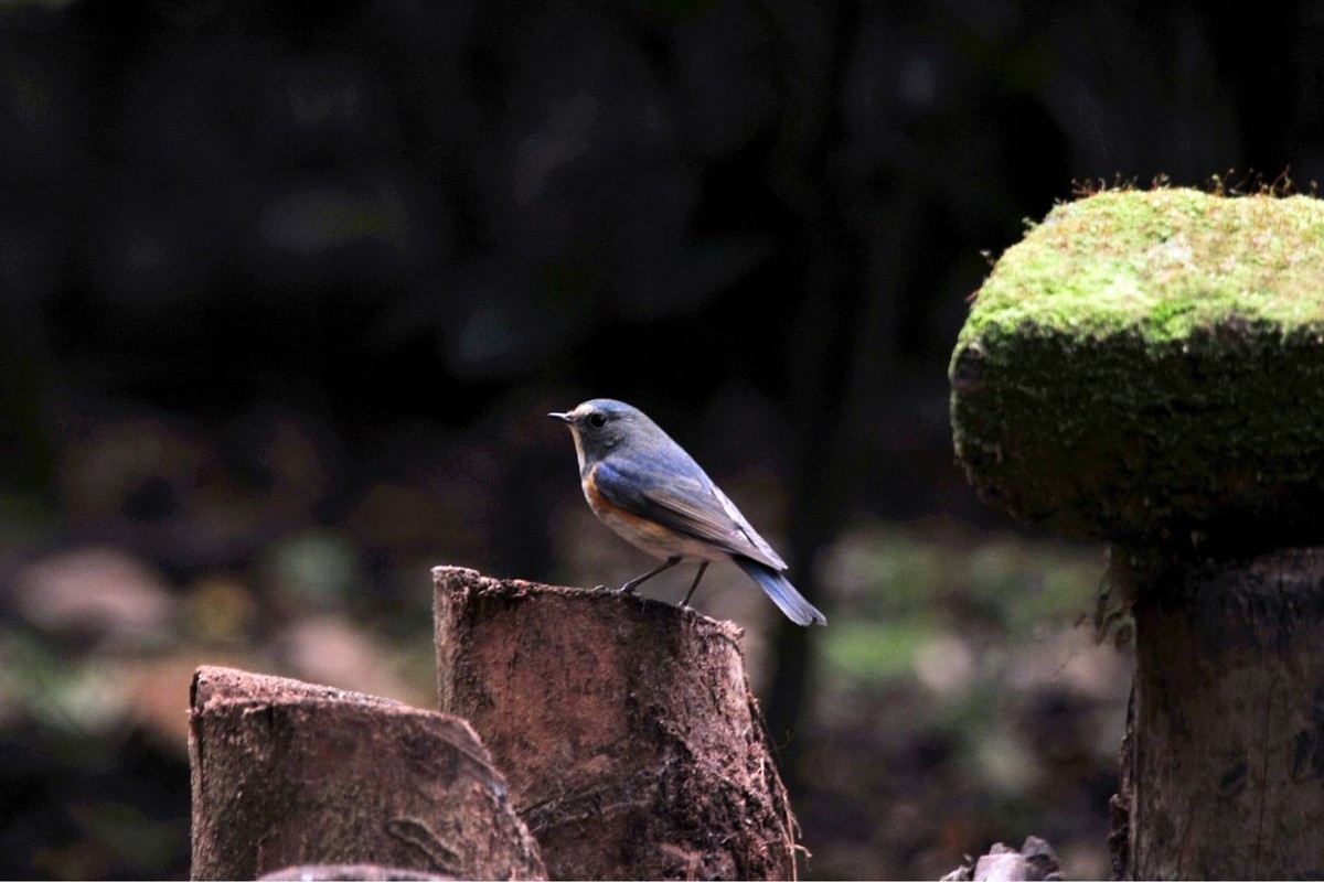 南宁的蓝眉林鸲