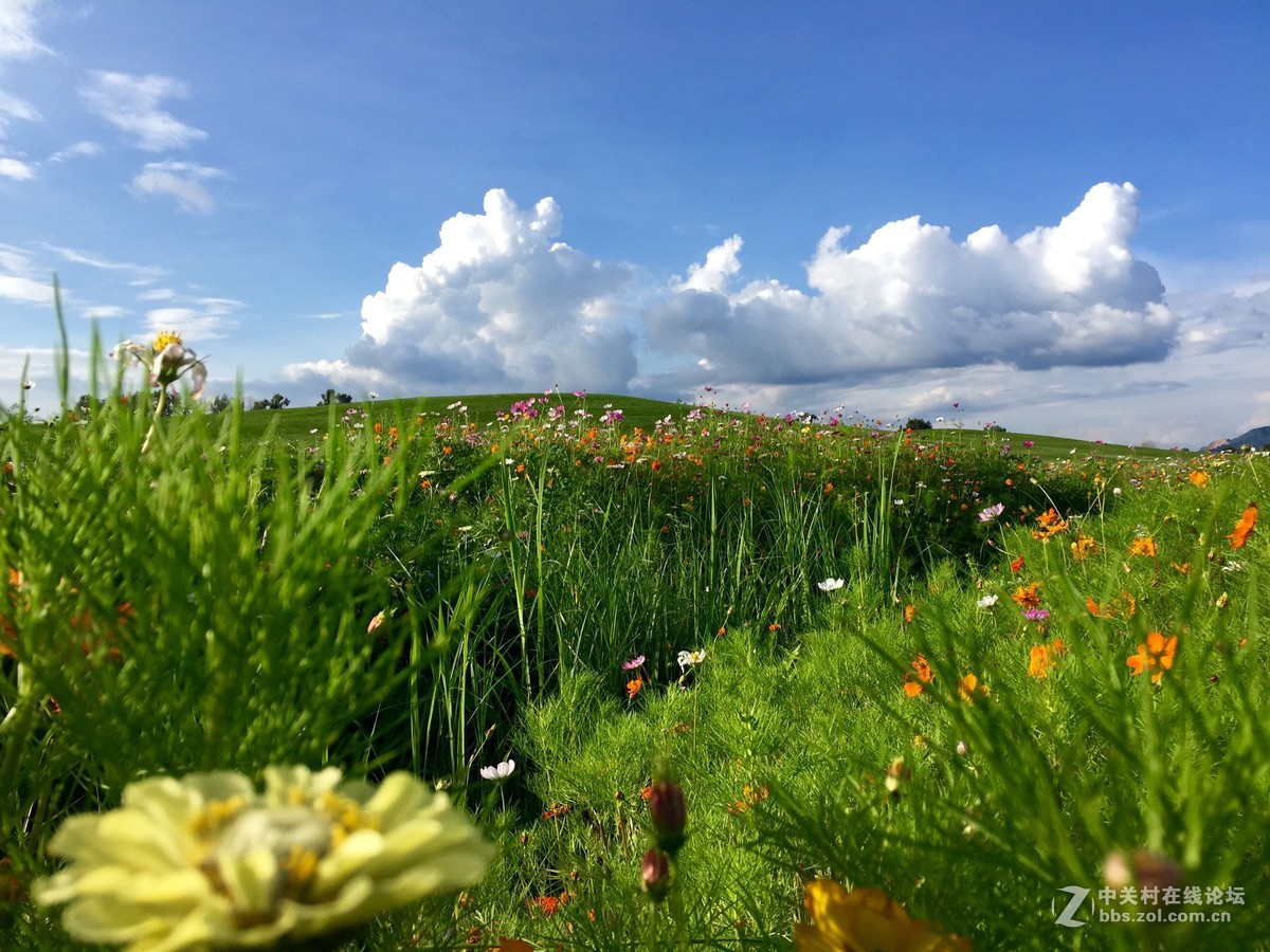 中新嘉丽泽湿地
