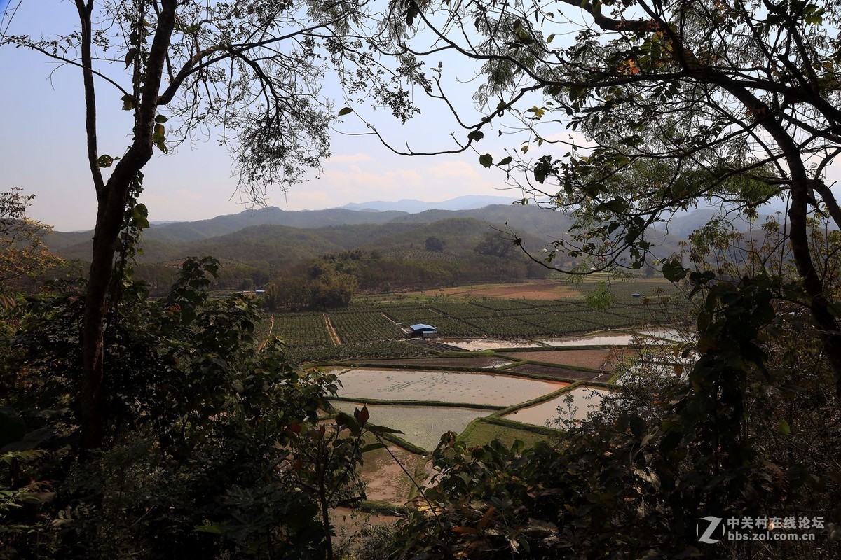 云南西双版纳之旅——〈11〉独树成林景区