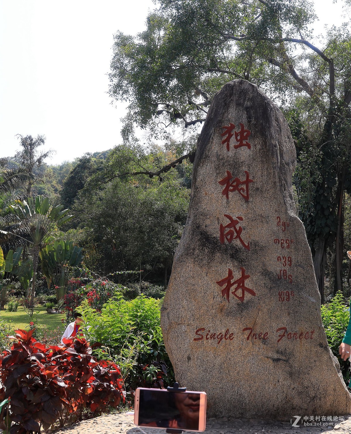 雲南西雙版納之旅11獨樹成林景區