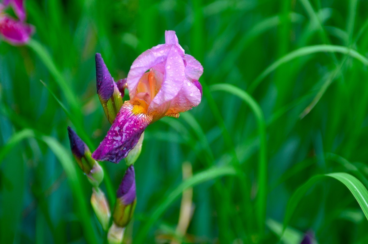 紫红色的鸢尾花