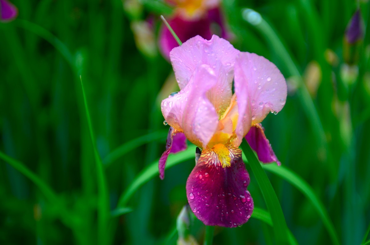 紫红色的鸢尾花