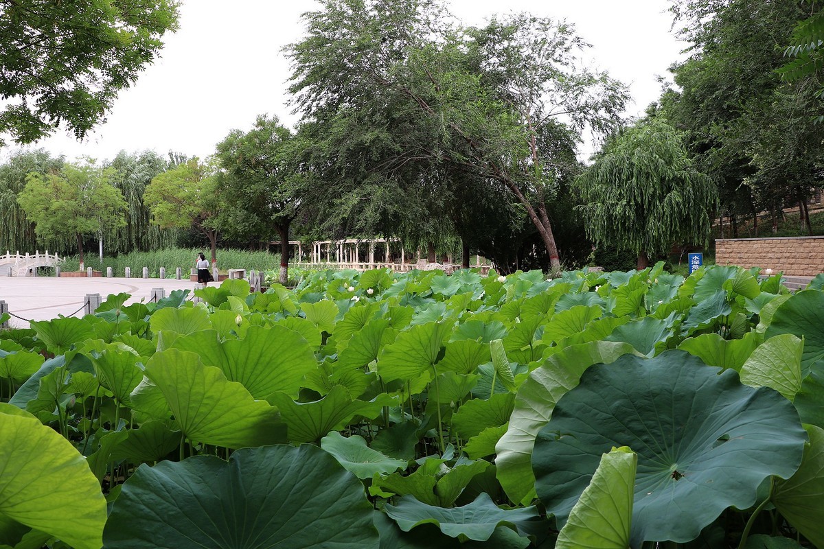 一组清晨公园杂拍