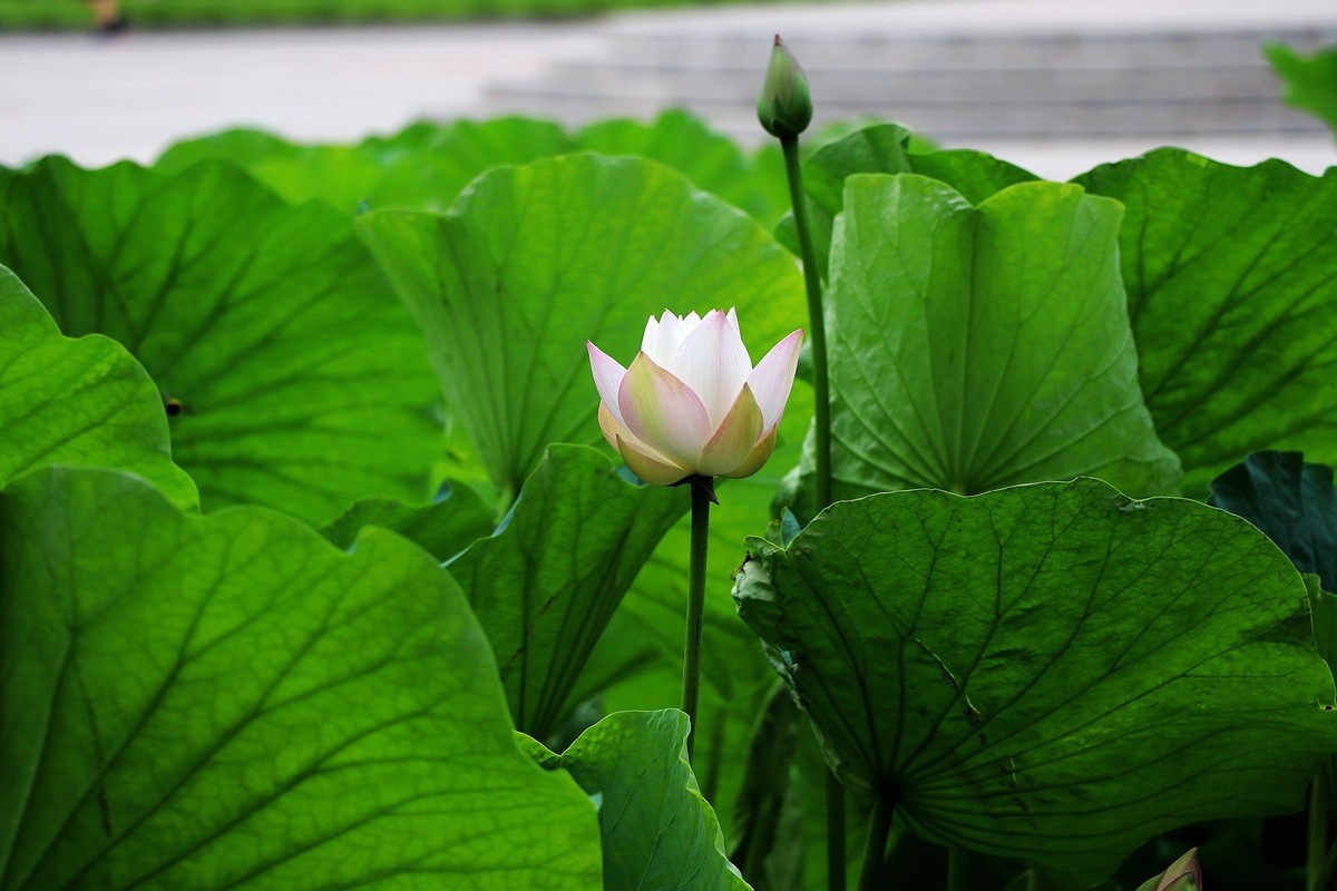 一组清晨公园杂拍