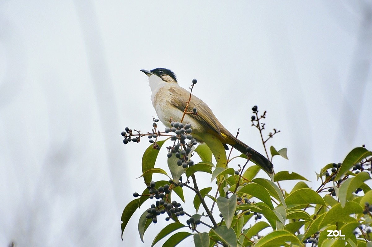 树梢上的黑头翁