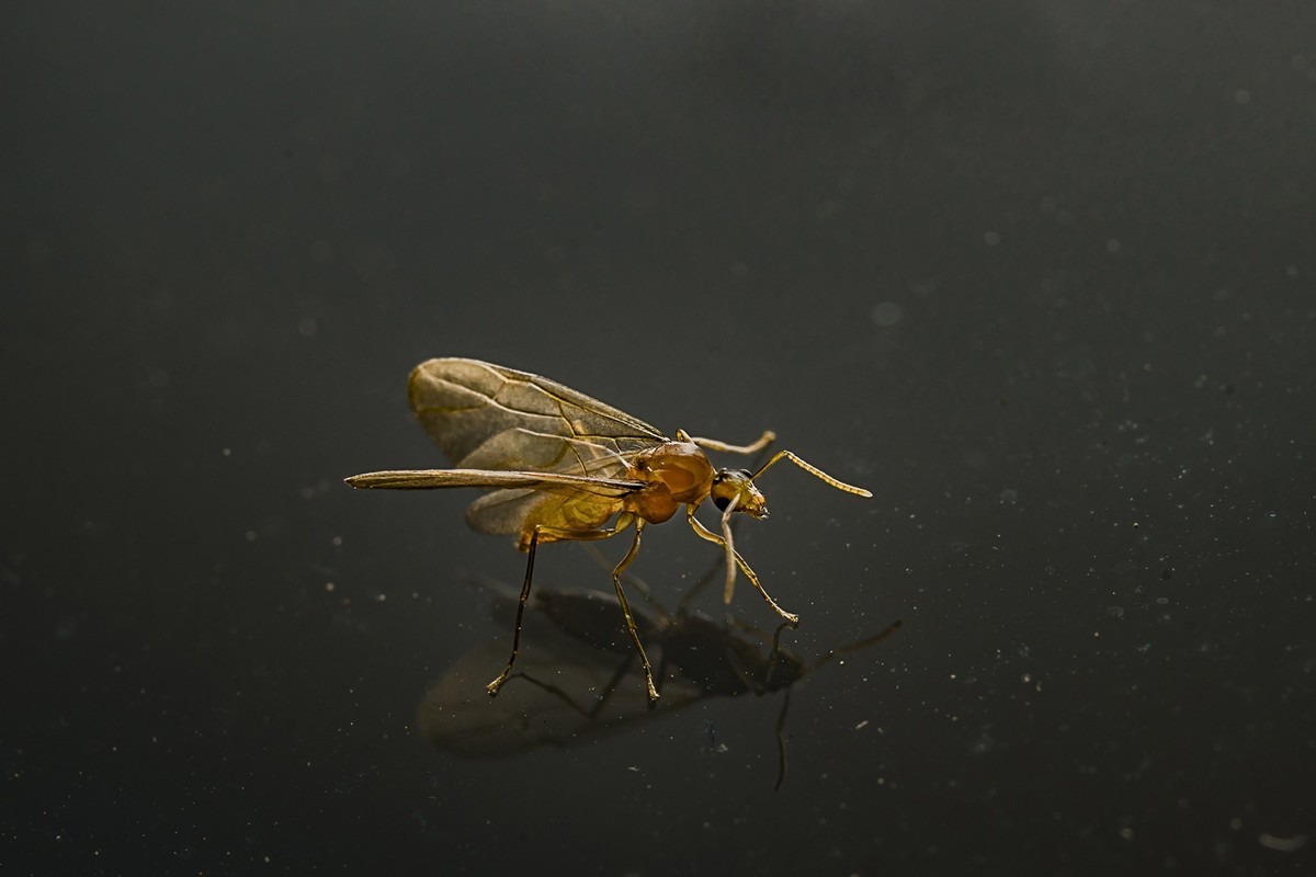 窗户玻璃上光临小飞蚁，微尘似繁星点点