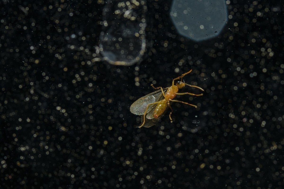 窗户玻璃上光临小飞蚁，微尘似繁星点点