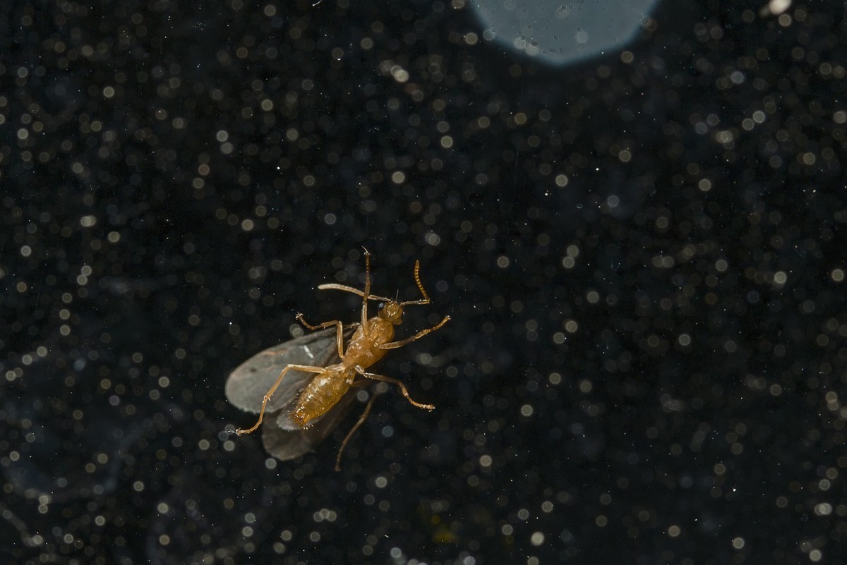 窗户玻璃上光临小飞蚁，微尘似繁星点点