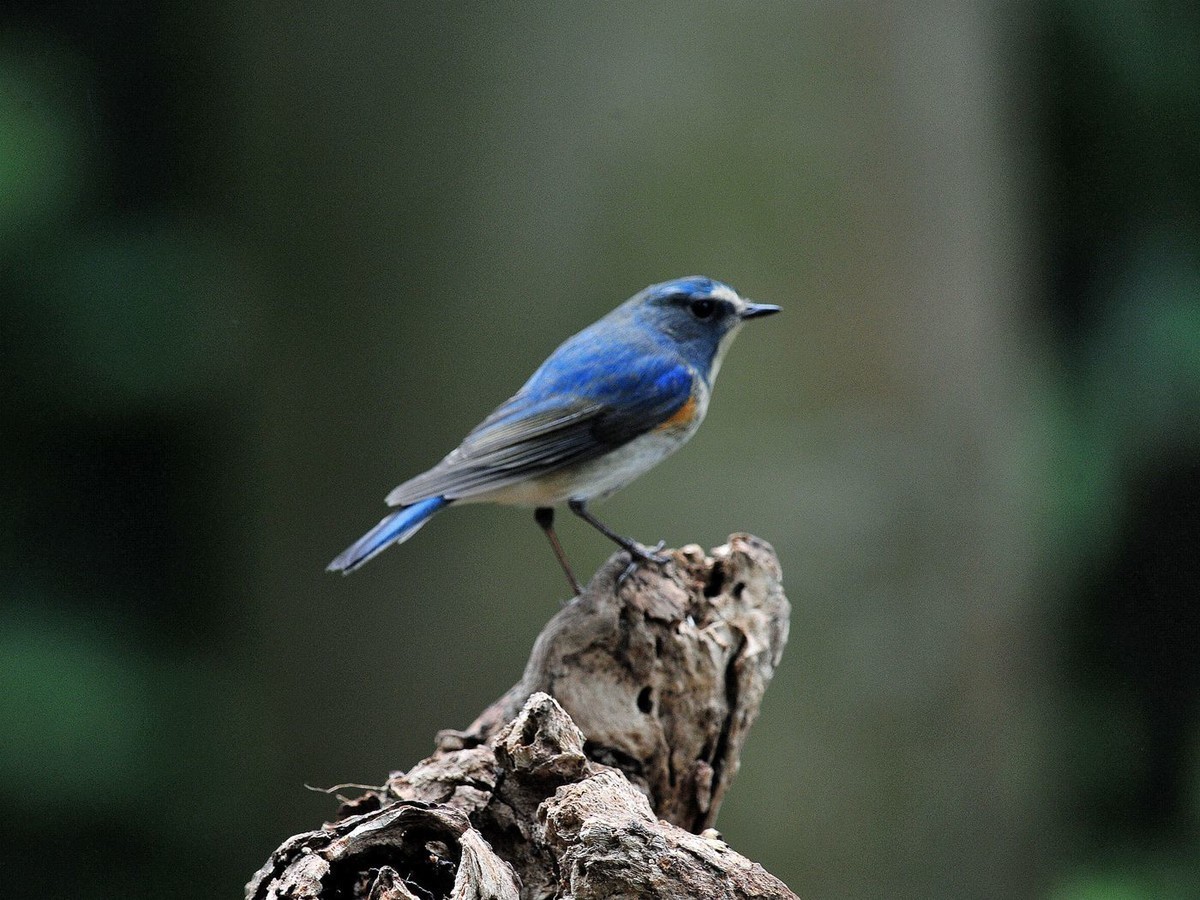 南宁的蓝眉林鸲