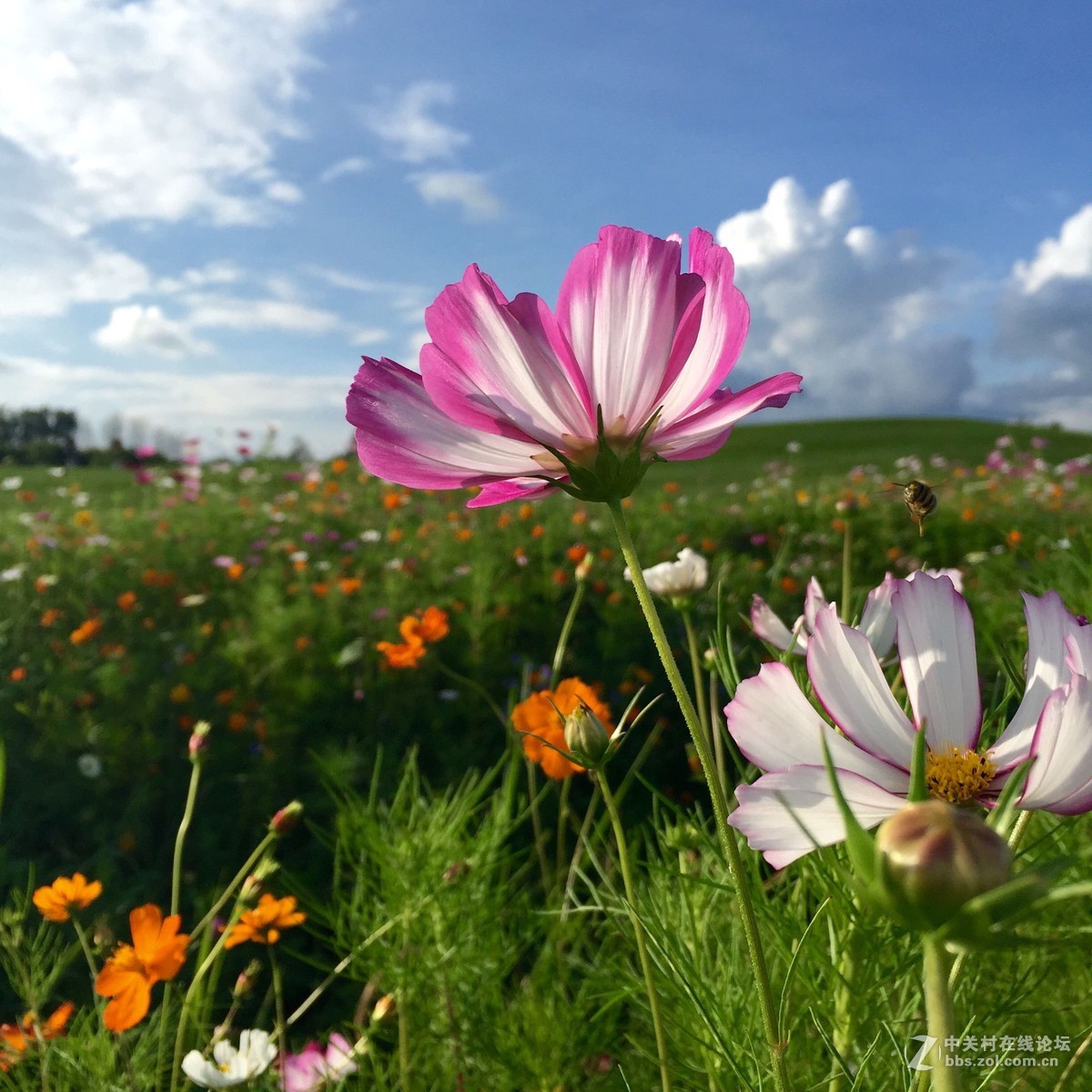 中新嘉丽泽湿地
