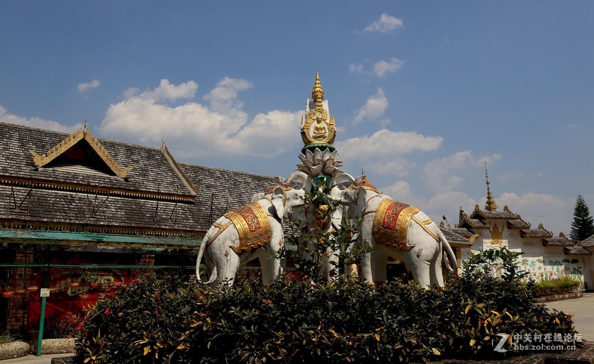 云南西双版纳之旅——〈11〉独树成林景区