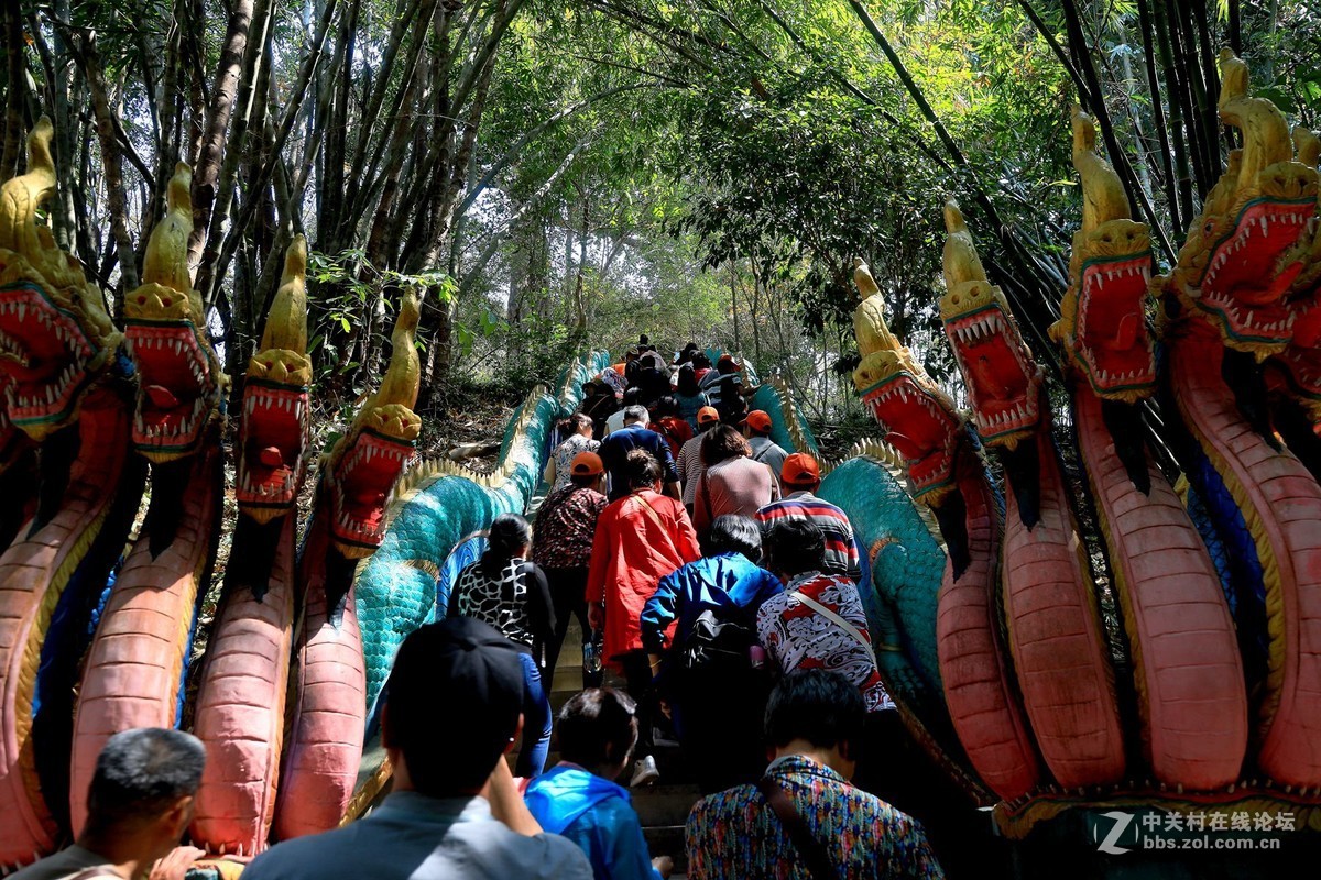 云南西双版纳之旅——〈11〉独树成林景区